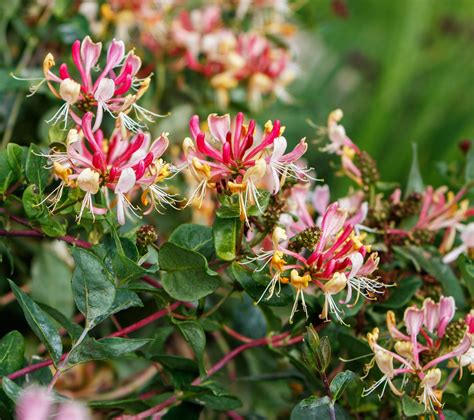 floral honeysuckle